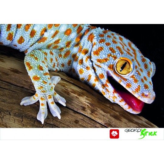 GECKO